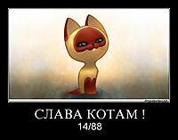 СЛАВА КОТАМ ! 14/88