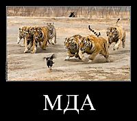 МДА 