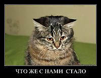 ЧТО ЖЕ С НАМИ  СТАЛО 