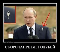 СКОРО ЗАПРЕТЯТ ГОЛУБЕЙ 