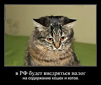 в РФ будет внедряться налог на содержание кошек и котов.