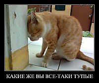 КАКИЕ ЖЕ ВЫ ВСЕ-ТАКИ ТУПЫЕ 