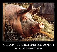 ОРГАЗМ СВИНЬИ ДЛИТСЯ 30 МИН