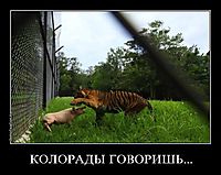 КОЛОРАДЫ ГОВОРИШЬ... 