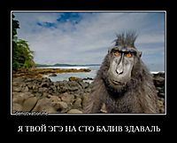 Я ТВОЙ ЭГЭ НА СТО БАЛИВ ЗДАВАЛЬ 