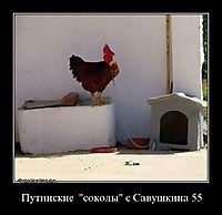 Путинские  "соколы" с Савушкина 55 