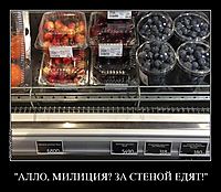 "АЛЛО, МИЛИЦИЯ? ЗА СТЕНОЙ ЕДЯТ!" 