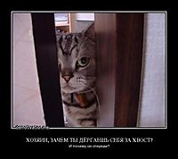 ХОЗЯИН, ЗАЧЕМ ТЫ ДЁРГАЕШЬ СЕБЯ ЗА ХВОСТ? И почему он спереди?