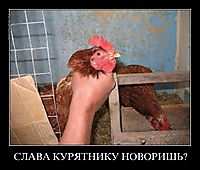 СЛАВА КУРЯТНИКУ НОВОРИШЬ? 