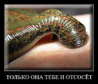 ТОЛЬКО ОНА ТЕБЕ И ОТСОСЁТ 