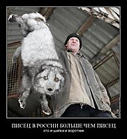 ПИСЕЦ В РОССИИ БОЛЬШЕ ЧЕМ ПИСЕЦ это и шапка и воротник