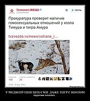 У МЕДВЕПУТИНСКИХ СМИ  ДАЖЕ ТИГР С КОЗЛОМ пидрилами оказались...