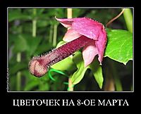 ЦВЕТОЧЕК НА 8-ОЕ МАРТА 