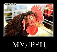 МУДРЕЦ 