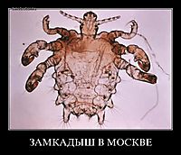ЗАМКАДЫШ В МОСКВЕ 