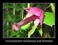 ГОЛЛАНДСКИЕ ТЮЛЬПАНЫ ДЛЯ УКРАИНЫ