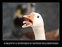 БЛЯДОГУСЬ ПОПУЩЕН И ЗАГНАН ПОД ШКОНАРЬ 