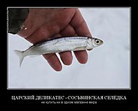 ЦАРСКИЙ ДЕЛИКАТЕС - СОСЬВИНСКАЯ СЕЛЁДКА ни купить ни в одном магазине мира