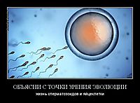 ОБЪЯСНИ С ТОЧКИ ЗРЕНИЯ ЭВОЛЮЦИИ жизнь сперматозоидов и яйцеклетки