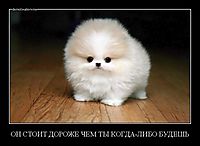ОН СТОИТ ДОРОЖЕ ЧЕМ ТЫ КОГДА-ЛИБО БУДЕШЬ 