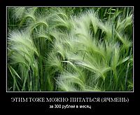 ЭТИМ ТОЖЕ МОЖНО ПИТАТЬСЯ (ЯЧМЕНЬ) за 300 рублей в месяц
