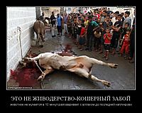 ЭТО НЕ ЖИВОДЕРСТВО-КОШЕРНЫЙ ЗАБОЙ животное не мучается а 10 минут разговаривает с аллахом до последней капликрови