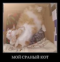 МОЙ СРАНЫЙ КОТ 