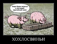ХОХЛОСВИНЬИ 