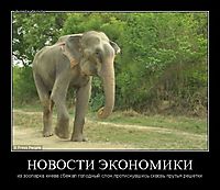 НОВОСТИ ЭКОНОМИКИ из зоопарка киева сбежал голодный слон,протиснувшись сквозь прутья решетки