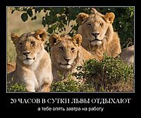 20 ЧАСОВ В СУТКИ ЛЬВЫ ОТДЫХАЮТ а тебе опять завтра на работу