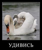 УДИВИСЬ 
