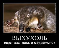 ВЫХУХОЛЬ ищет вас, лось и медвежонок