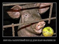 ЕВРОПА-ЗАПРЕТНЫЙ ПЛОД ДЛЯ ШАРОВАРНИКОВ! 