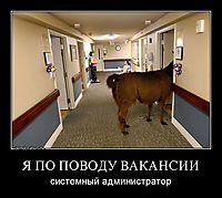 Я ПО ПОВОДУ ВАКАНСИИ системный администратор