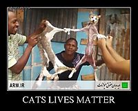 CATS LIVES MATTER 