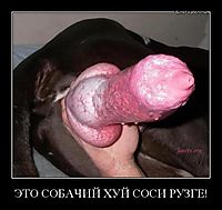 ЭТО СОБАЧИЙ ХУЙ СОСИ РУЗГЕ! 