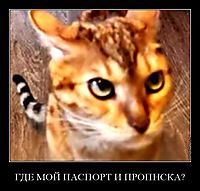 ГДЕ МОЙ ПАСПОРТ И ПРОПИСКА? 