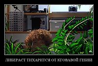ЛИБЕРАСТ ТИХАРИТСЯ ОТ КГОВАВОЙ ГЕБНИ 