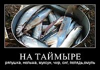 НА ТАЙМЫРЕ ряпушка, нельма, муксун, чир, сиг, пелядь,омуль