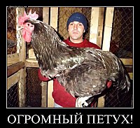 ОГРОМНЫЙ ПЕТУХ! 