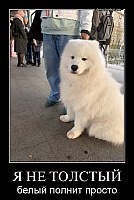 Я НЕ ТОЛСТЫЙ белый полнит просто