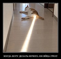 КОГДА КОТУ ДЕЛАТЬ НЕЧЕГО, ОН ЯЙЦА ГРЕЕТ 