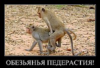 ОБЕЗЬЯНЬЯ ПЕДЕРАСТИЯ! 
